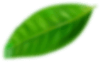 Green leaf